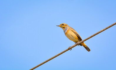 Bluethroat bird on electric wire