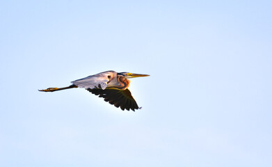 Obraz premium Purple heron flying high with open wings