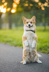 dog corgi sitting on his hind legs, doing a trick and training with the owner, in the park 