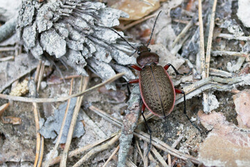After the winter, a beetle with red paws and crawled out on last year's foliage in search of food.