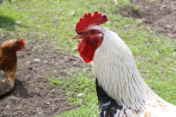 free range chicken