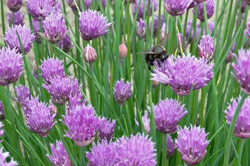 A small lawn with succulent violet plants, where a black shaggy bumblebee collects nectar from bright colors.