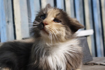 cat on the window sill