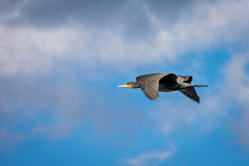 Black cormorant bird flying against blue sky and clouds