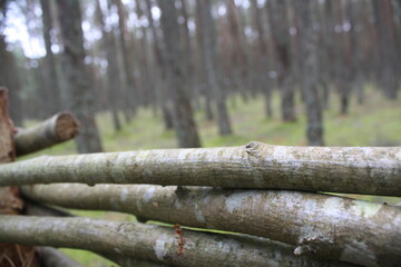 tree trunks in forest