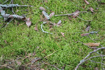barbed wire on grass