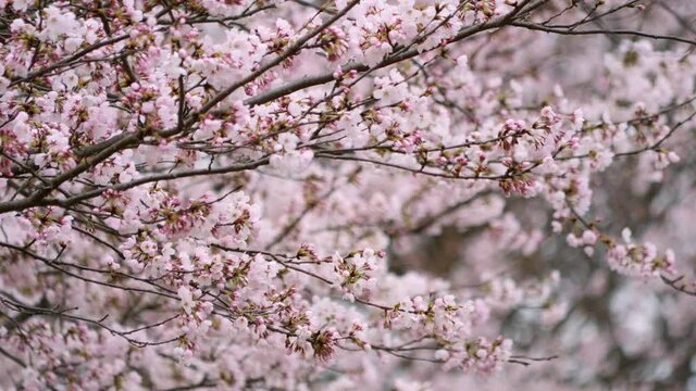 日本の春 咲き始めのソメイヨシノ