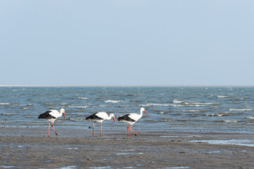 Storch an der Nordsee