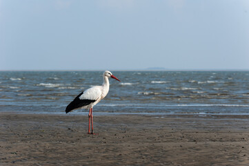 Storch an der Nordsee
