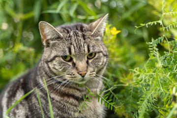 portrait of a photogenic gray striped cat on a background of rich green grass 