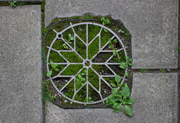 Geometric pattern manhole in paving with plants growing.
