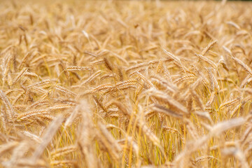 A field of ripe wheat ears. Close-up photographed.