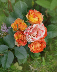 Beautiful unique two color rose. Striped pink orange flower grown.
