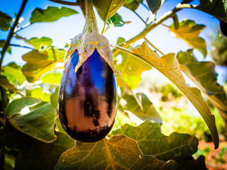 Ripe aubergine in organic garden 