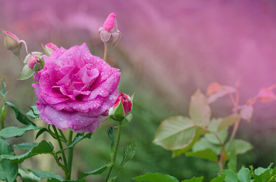 Shocking Blue rose flowers in the garden