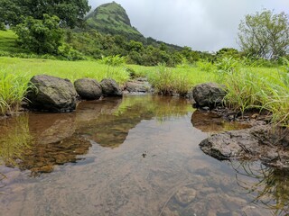 water stream in forest