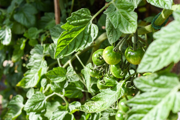 Fototapeta na wymiar Tomato plant in a vegetable plot in a home grown garden