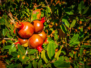 Ripe pomegranate fruits - organic cultivation