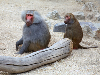 two baboons is relaxing