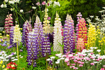 Lupinen, Garten, bunt, Hülsenfrucht