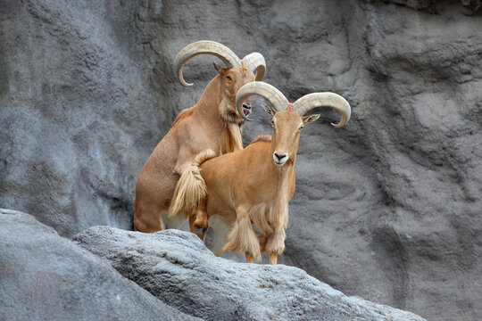 Barbary sheeps (Ammotragus lervia) standing on rock hill.