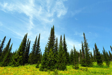 Fototapeta na wymiar Tall spruce trees reach up to the sky. Ergaki nature Park. East Sayan ridge. Beautiful nature of Siberia. Tall pines and firs. Mountain landscape. Blue sky. Hard rock.