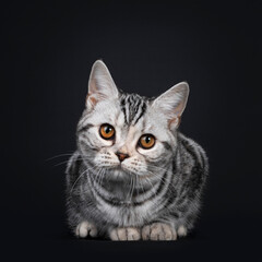 Cute silver tortie American Shorthair cat kitten, laying down facing front. Looking straight at camera with orange eyes. Isolated on black background.