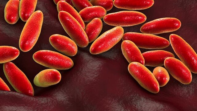 Plague bacteria Yersinia pestis, 3D animation