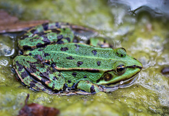 Ein Frosch sitzt in einem Teich. Frösche sind Amphibien.
