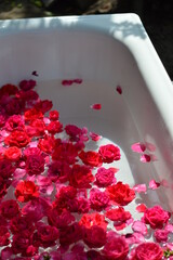 rose petals in water