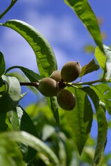 green figs on a tree