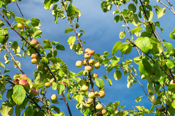 Apple orchard with branch and apple on background blue sky