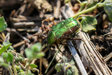 ein Rosenkäfer krabbelt auf einem Boden mit kleinen Stöckern entlang  © boedefeld1969
