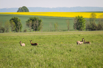 Rehe in einem Bruch, Niederungsgebiet, grasen unbekümmert, da sie nicht gestört werden.