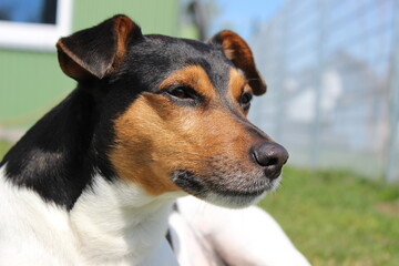 Jack Russell auf der Wiese