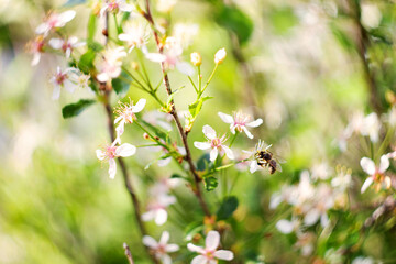 bee on a flower