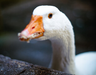 portrait of a goose