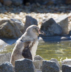 Humboldtpinguin