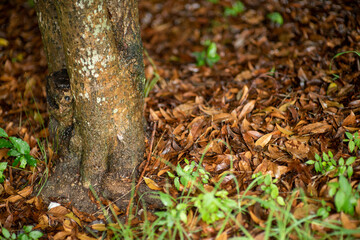 autumn leaves in the forest