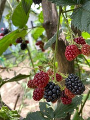 berries on a bush