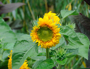 yellow with a green center ornamental sunflower flower on a flower bed