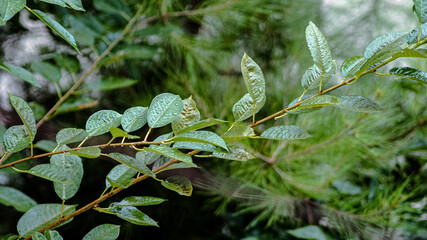 background wet cherry leaves with raindrops closeup