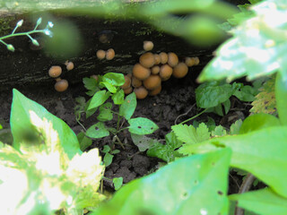 mushrooms on a tree.different plants on a wooden beam.