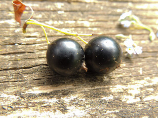 currant berries close-up.macro mode