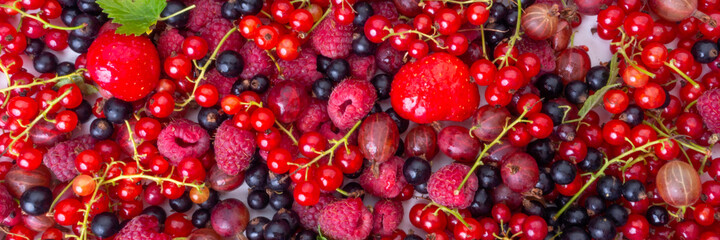 Naklejka na ściany i meble mix of summer organic berries strawberries, raspberries, black and red currant, gooseberries