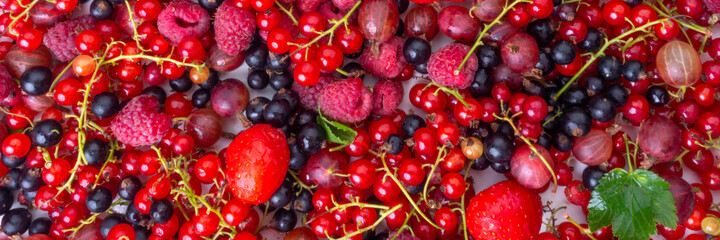 mix of summer organic berries strawberries, raspberries, black and red currant, gooseberries