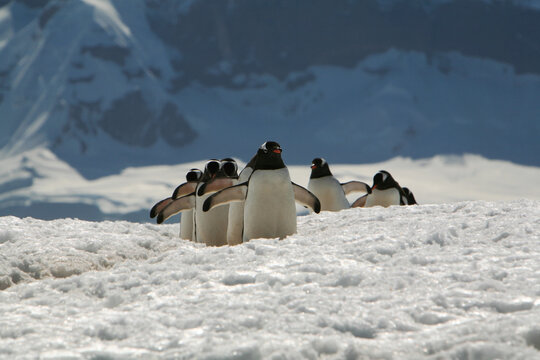 A group of long-tailed Gentoo Penguins (Pygoscelis papua) walking along a pathway in the ice at Georges Point, Antarctic Peninsula.