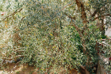 Many large fruits of olive tree, on branches among the foliage. Large green berries.