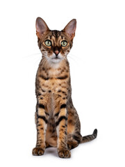 Cute F6 Savannah cat sitting up straight facing front. Looking beside camera with green eyes. Isolated on white background.