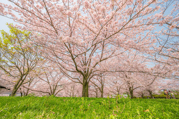 blooming apple tree